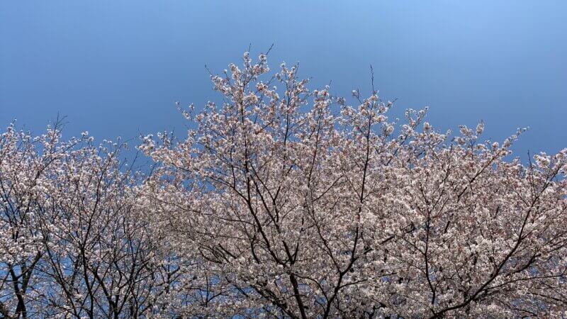 Cherry Blossoms